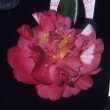 Zephyr Variegated